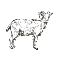 Vector image of goat in style of engraving. Agricultural illustration