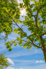 Baum mit grünen Blätter vor blauem himmel mit sonne im sommer