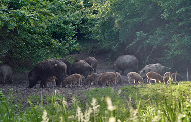 Wild hogs in the forest
