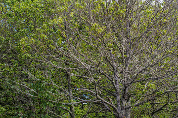 branches of a tree for a background