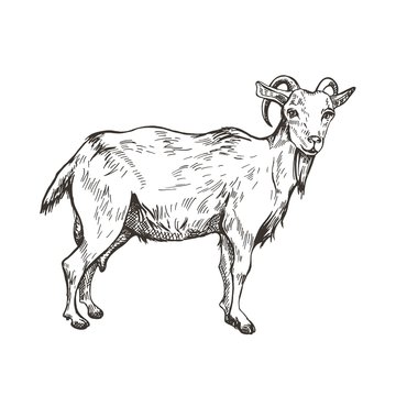 Vector image of goat in style of engraving. Agricultural illustration