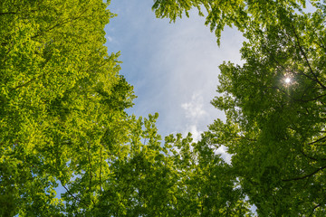 Blick in den Himmel vom Wald