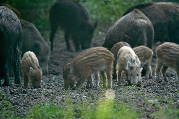 Wild hogs in the forest