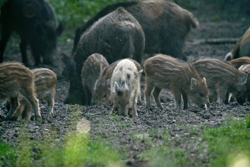 Wild hogs in the forest