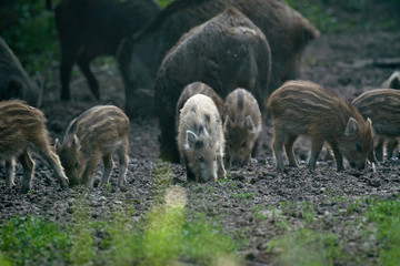 Wild hogs in the forest