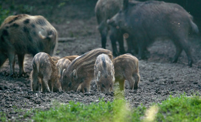 Fototapeta premium Wild hogs in the forest