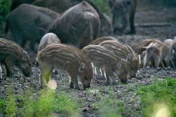 Wild hogs in the forest