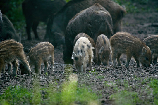 Wild hogs in the forest © Xalanx