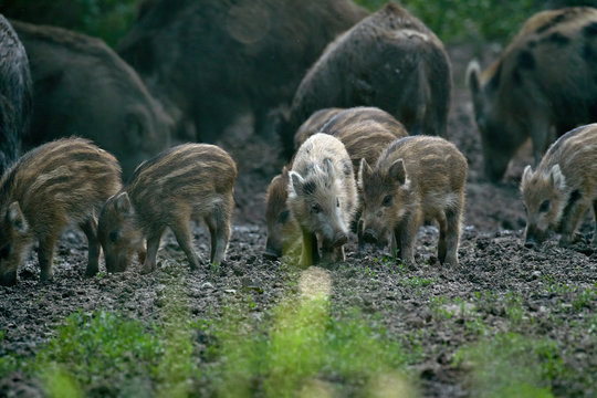 Wild hogs in the forest © Xalanx