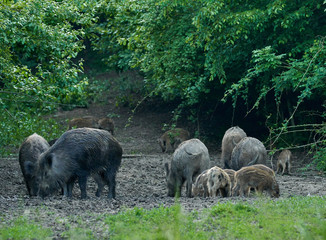 Wild hogs in the forest