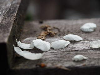 Fallen cherry petals on gray wooden surface