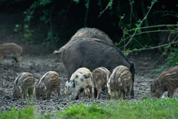 Wild hogs in the forest