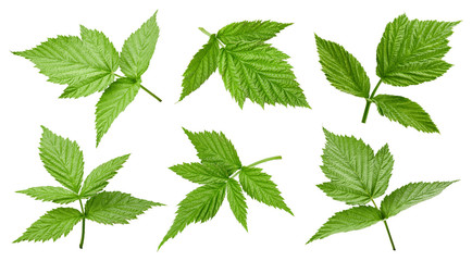 Raspberry leaf isolated