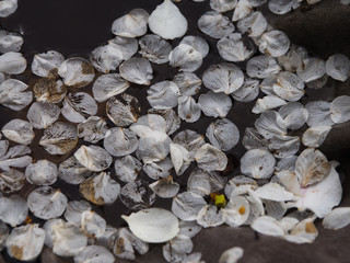 Many fallen cherry petals on the water