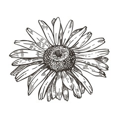 Vector image of daisy flower. Sketch style drawing.