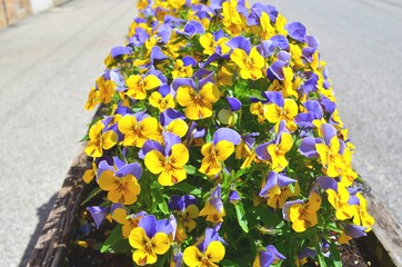 yellow-purple flowers of violets on the street flower bed