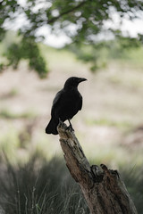 big raven on a branch in the forest