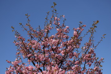 Close up of Japanese Cherry Blossom flowers or Sakura across blue sky, Daikanyama, Tokyo, Japan