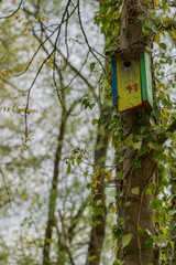 colorful birdhouse No. 41 in walnut tree in riparian forest in springtime. For background, concept, copy space.