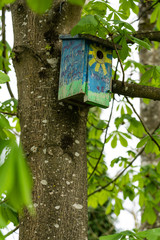 colorful birdhouse No. 48 in a chestnut tree in riparian forest in springtime. For background, concept, copy space.