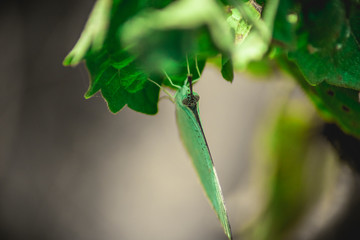 Beautiful Butterfly with a great portraits