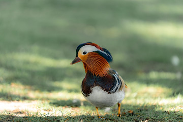 mandarin duck on the grass