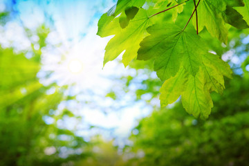 Fototapeta na wymiar Fresh green maple leaves isolated on a blur background.