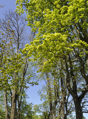 Obraz premium Trees