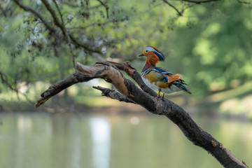 Mandarin duck on a branch