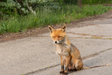 Naklejka na ściany i meble ein Fuchs sitzt auf der Straße