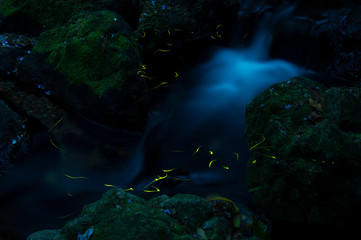 渓流とホタル