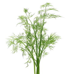 Fresh green dill isolated on white background