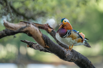 Mandarin duck on a branch