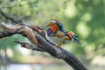 Mandarin duck on a branch