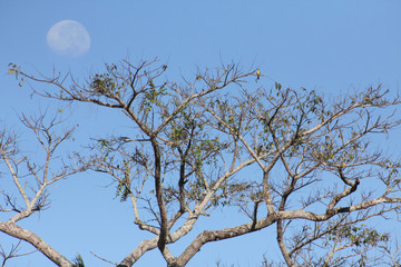 Céu e lua