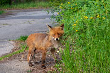 ein Fuchs am Straßenrand