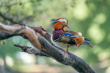 Mandarin duck on a branch