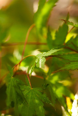 Rain Drops On Japanese Maple