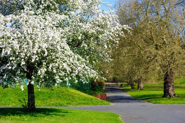 park in spring
