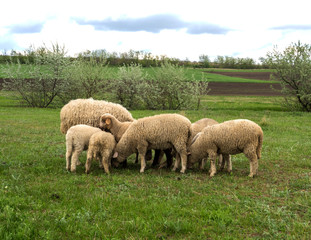 sheep farm nature animal