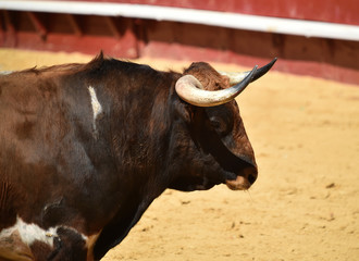 cuernos de toro español