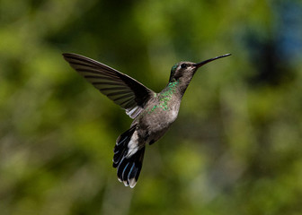 Fototapeta na wymiar Broad-billed Hummingbird (Cynanthus latirostris) in Flight
