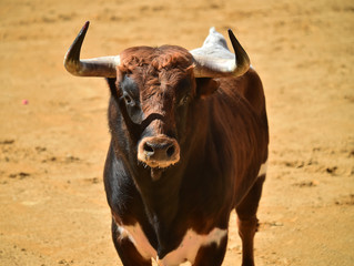 toro español en plaza de toros