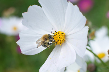 Bee on white flower with yellow center