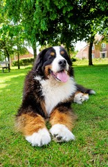 Large and fluffy Dog with huge paws lying on the green grass in the park in summer