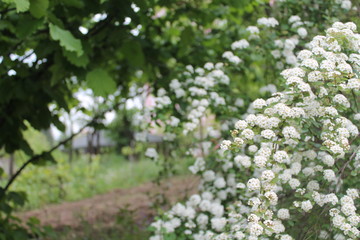 blooming apple tree in spring
