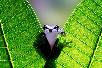 Beautiful amazon milk frog on green leaves, Panda Bear Tree Frog, Trachycephalus resinifictrix