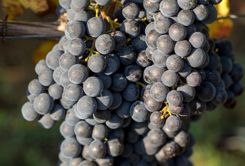 Close up of red merlot grapes in vineyard. St Emilion, Gironde, Aquitaine. France