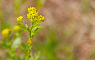 close up of yellow flower