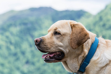 Retrato de un perro Labrador